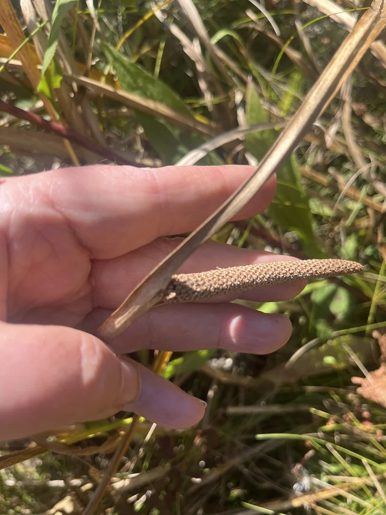 Acorus Calamus