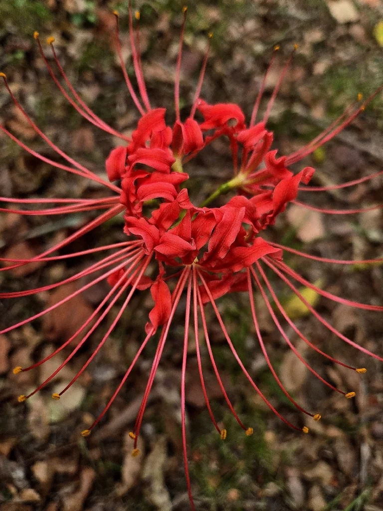 Lycoris Radiata