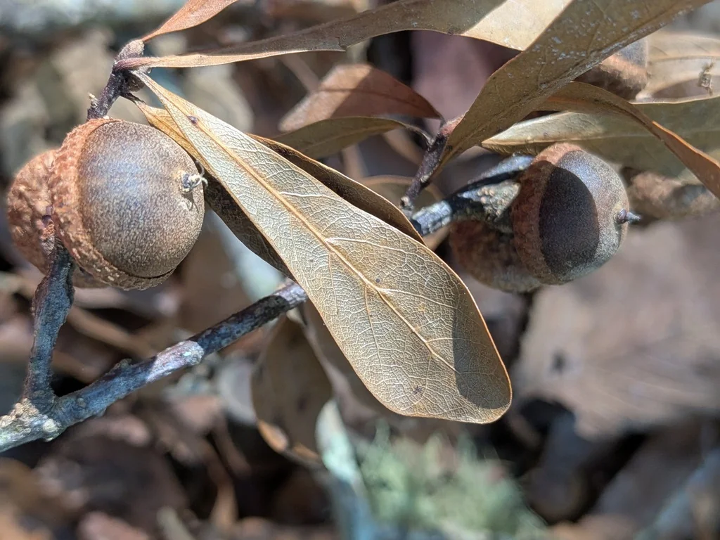Quercus Phellos