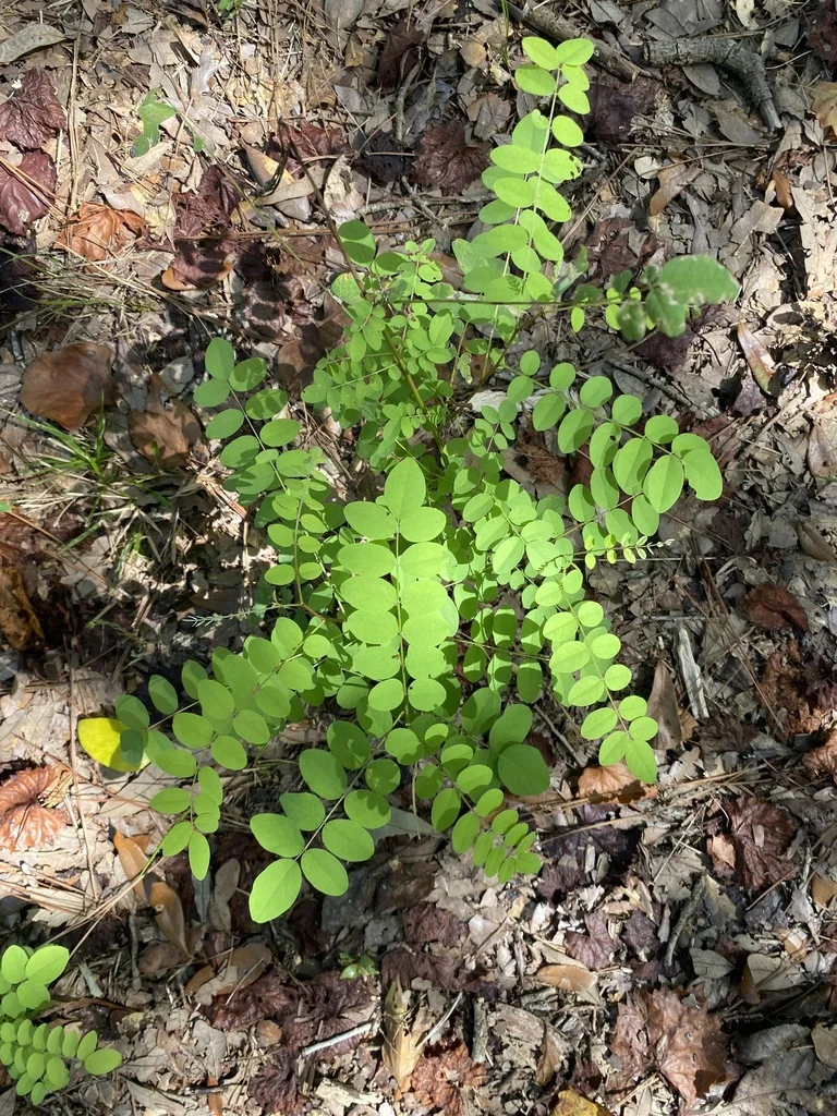 Robinia Pseudoacacia