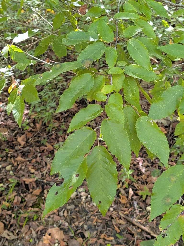 Carpinus Caroliniana