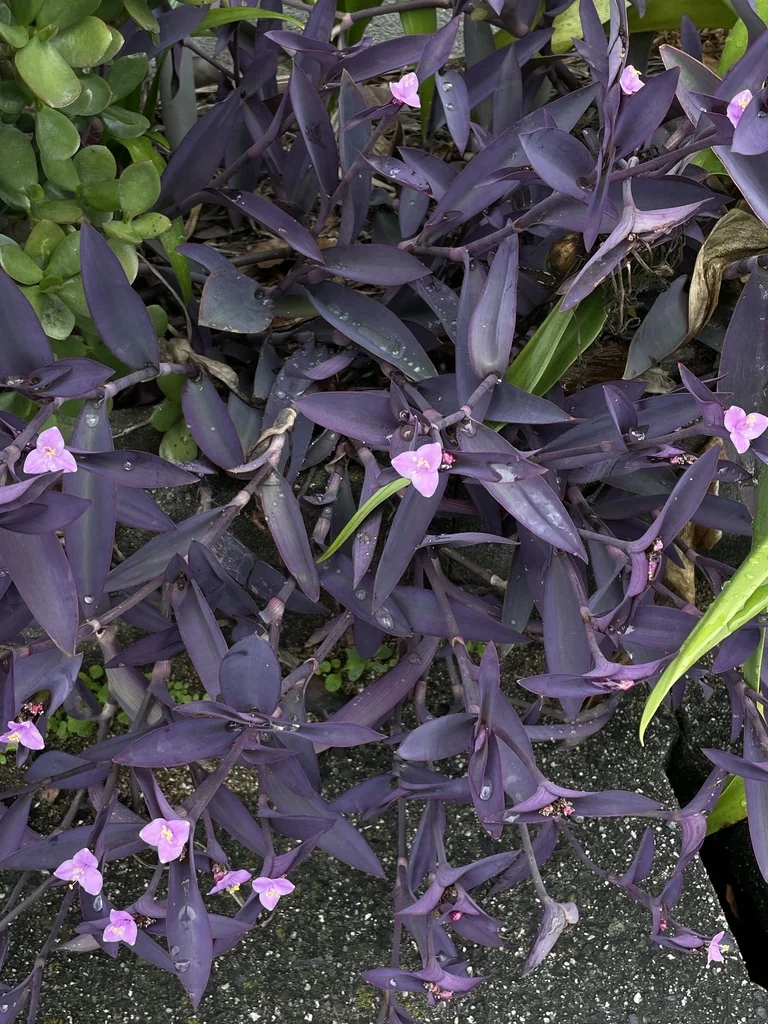 Tradescantia pallida