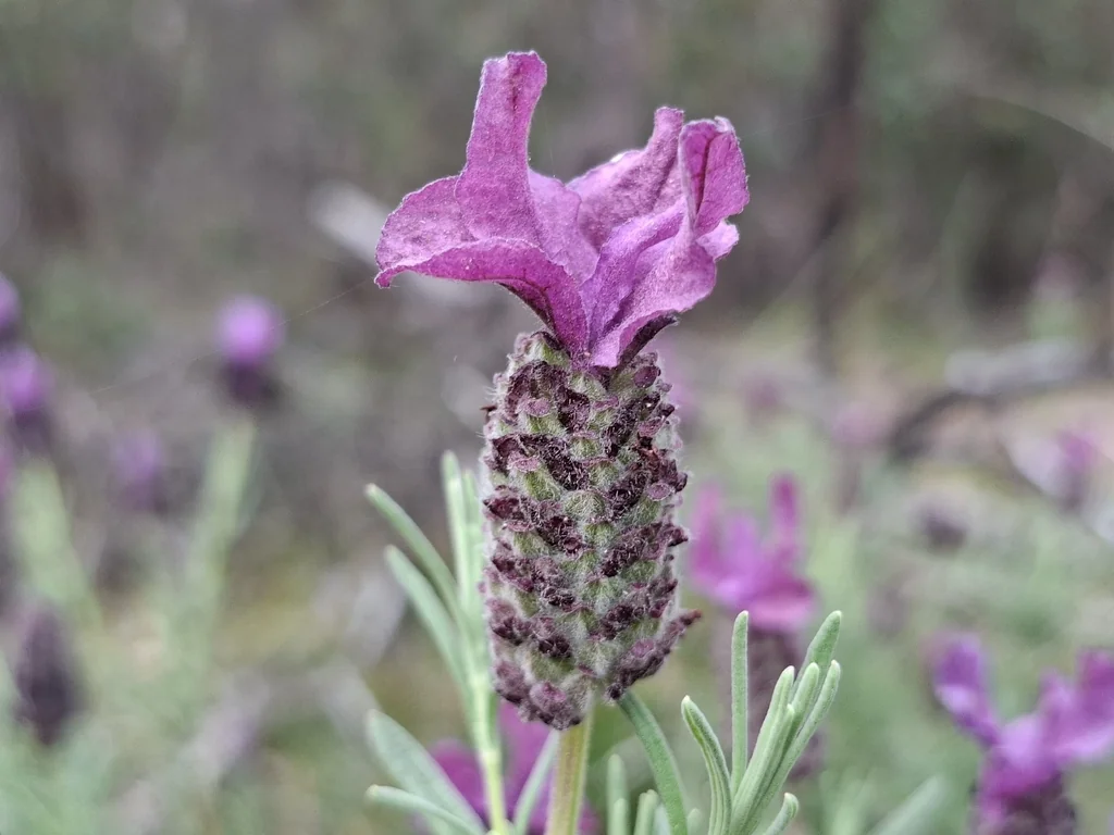 Lavandula Stoechas