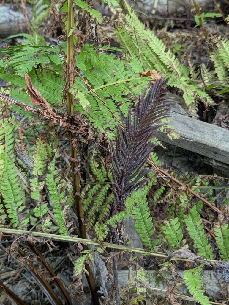 Matteuccia Struthiopteris