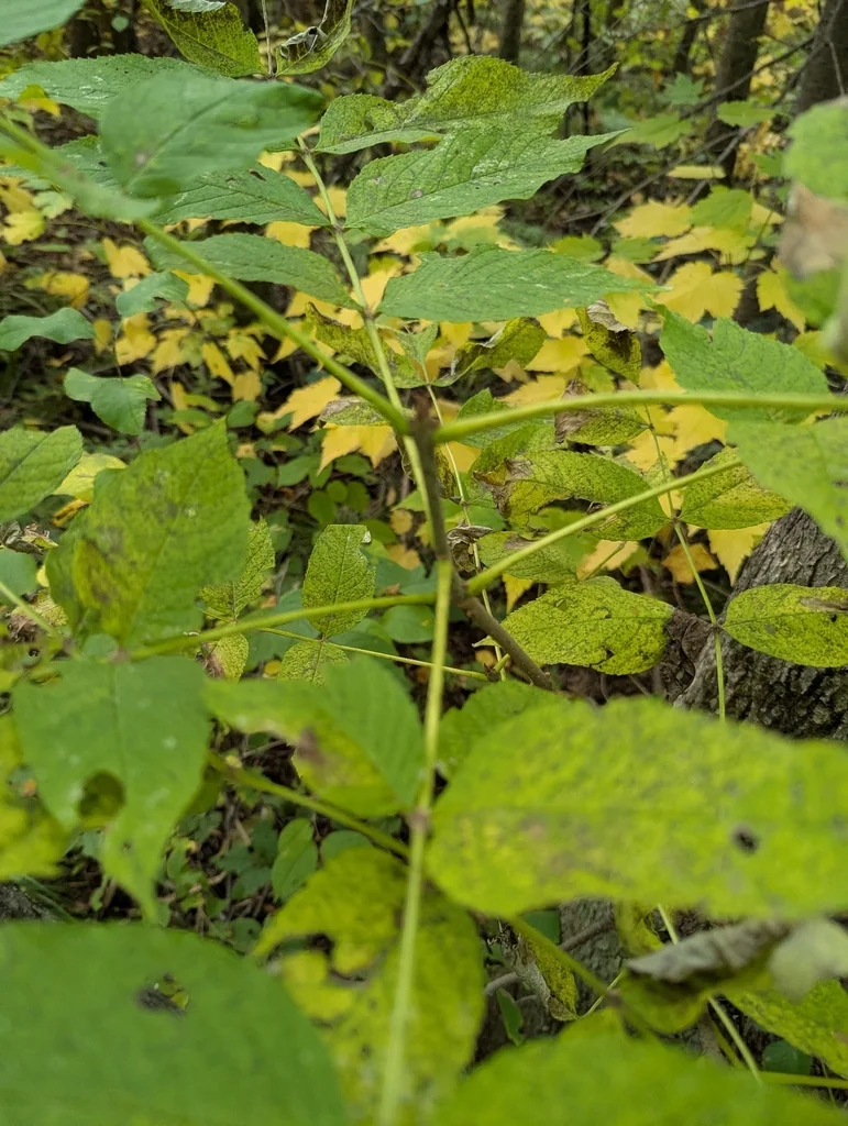 Fraxinus Nigra