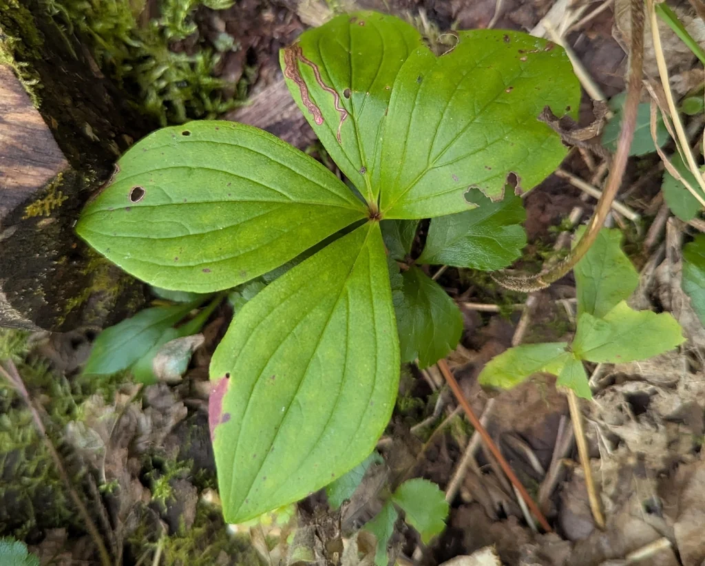 Cornus Canadensis