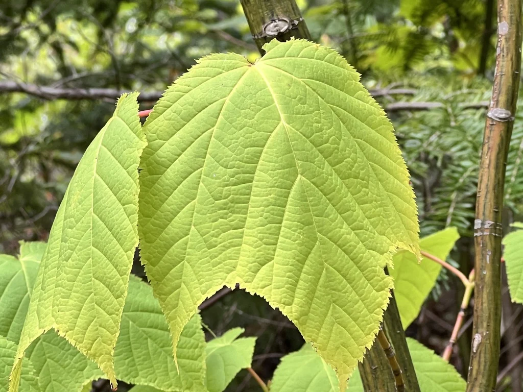 Acer Pensylvanicum