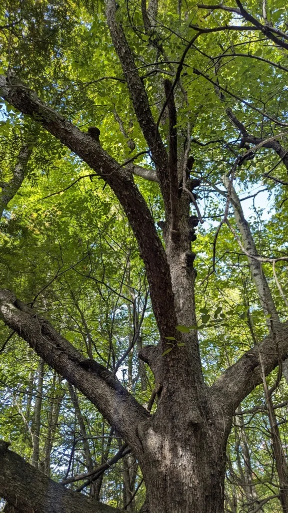 Ostrya Virginiana