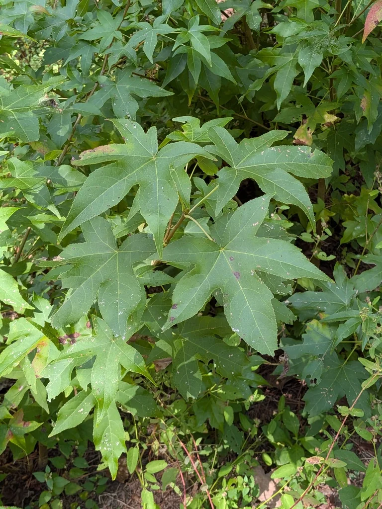 Liquidambar Styraciflua