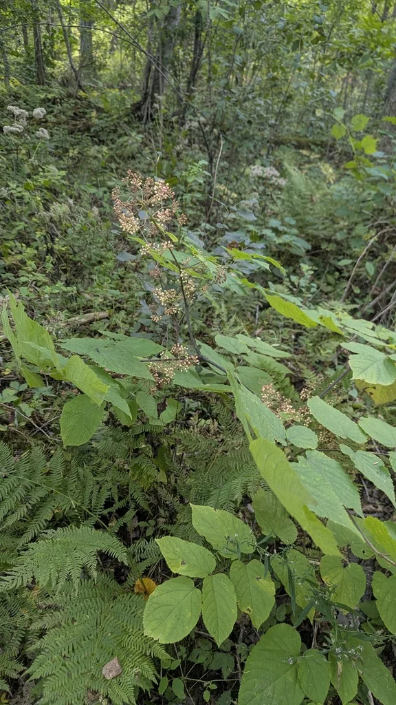 Aralia Racemosa