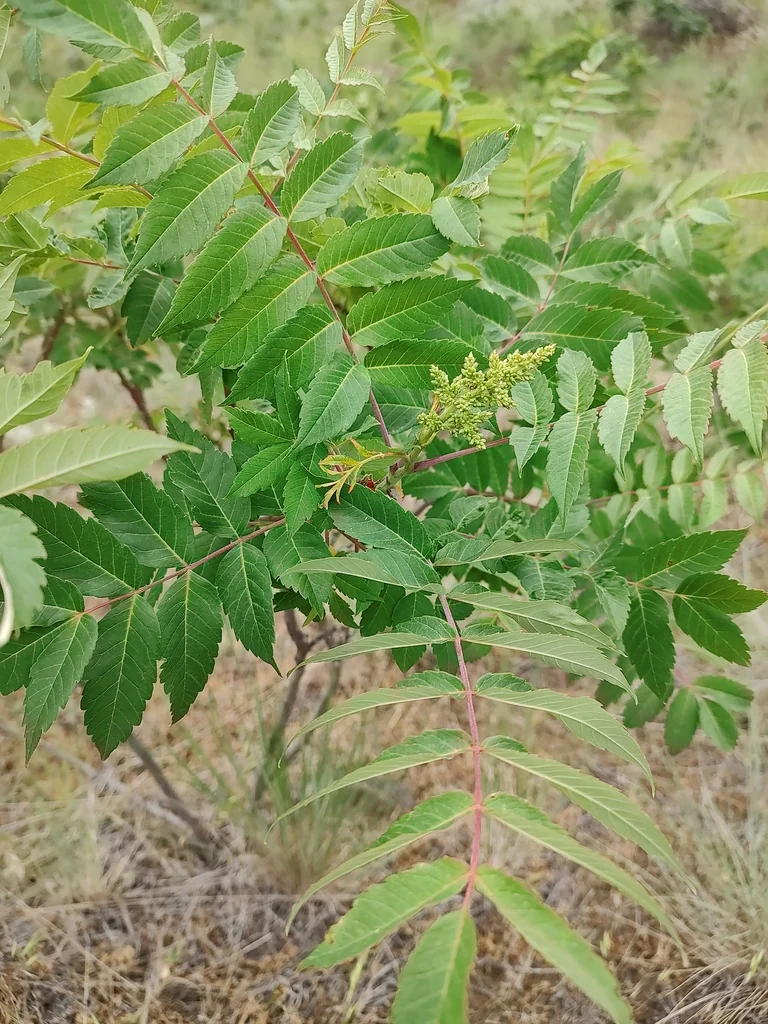 Rhus Glabra