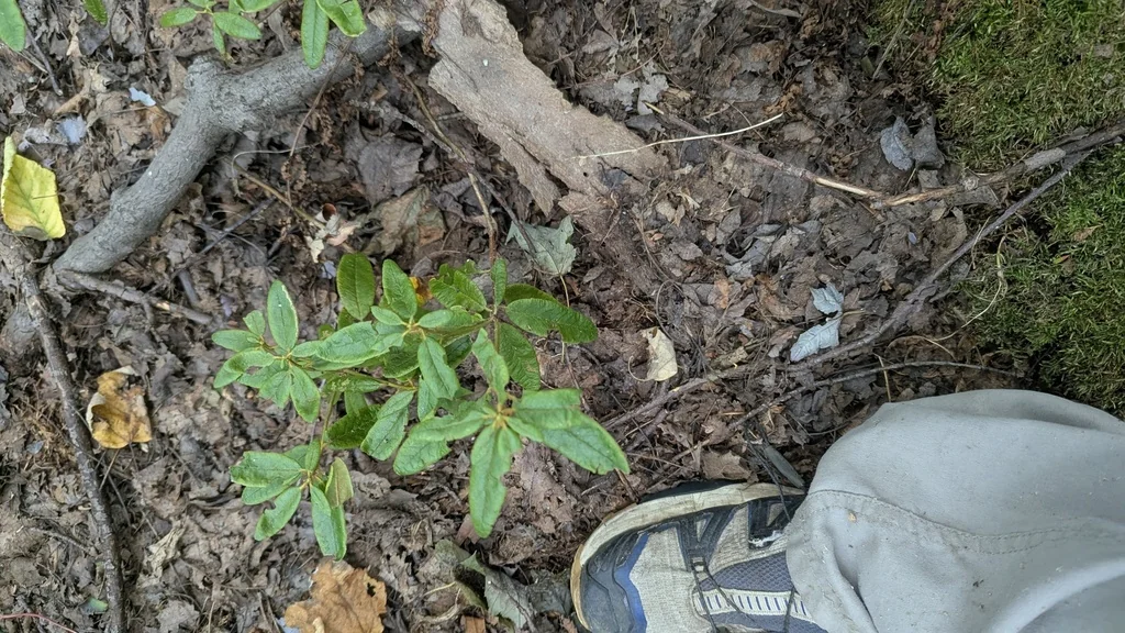 Rhododendron Groenlandicum