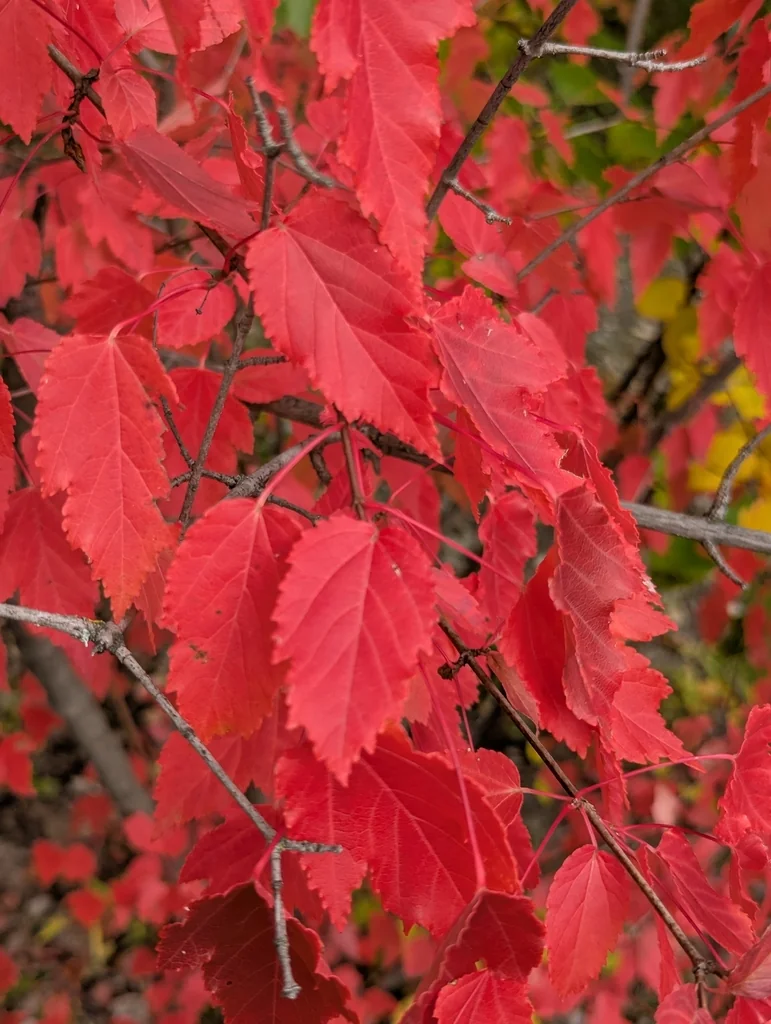 Acer Ginnala