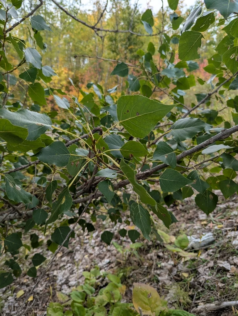 Populus Deltoides