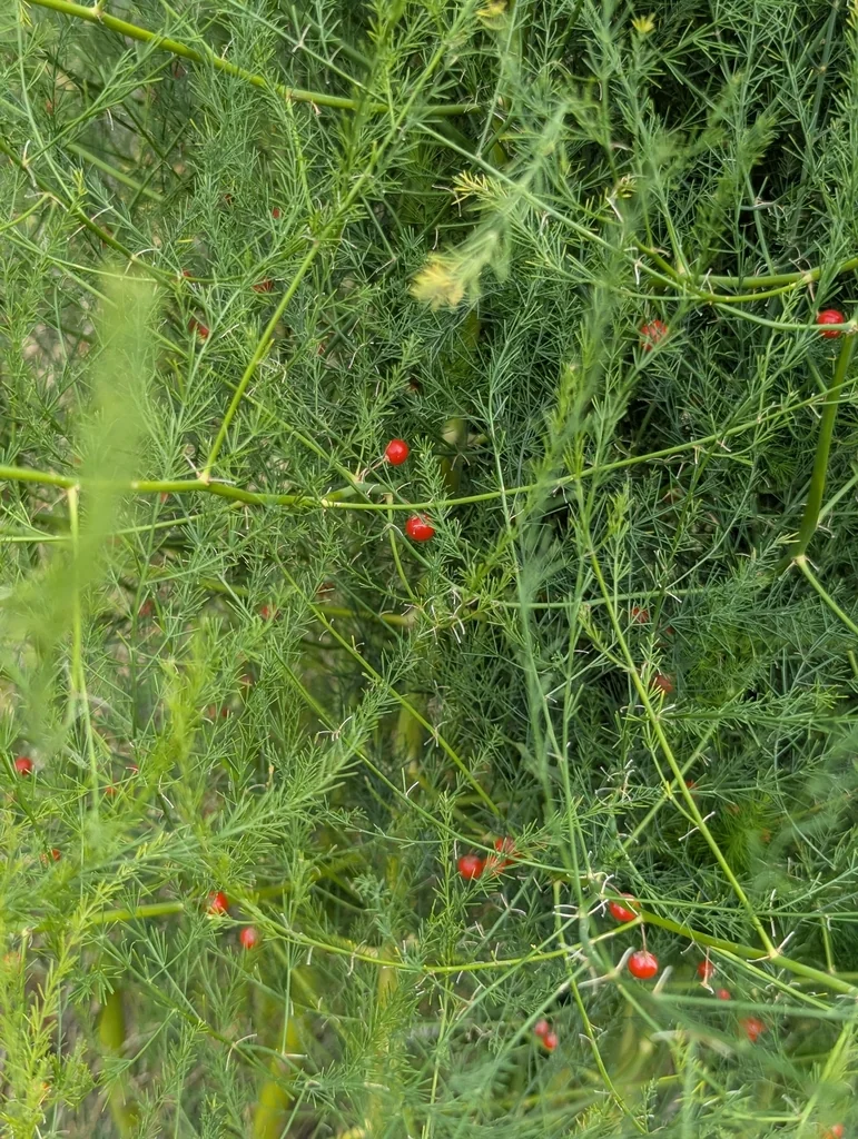 Asparagus Officinalis
