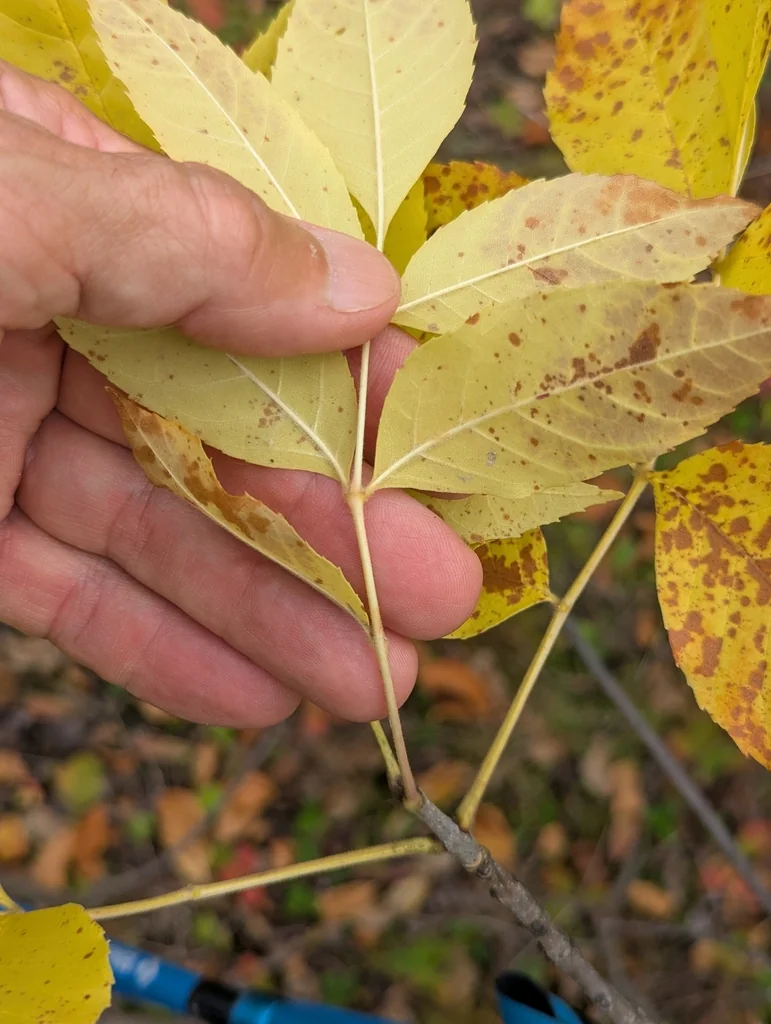Fraxinus Pennsylvanica