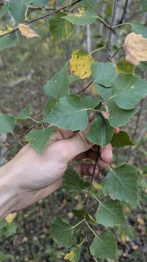 Betula Pendula