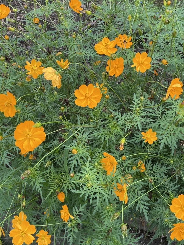 Cosmos Sulphureus