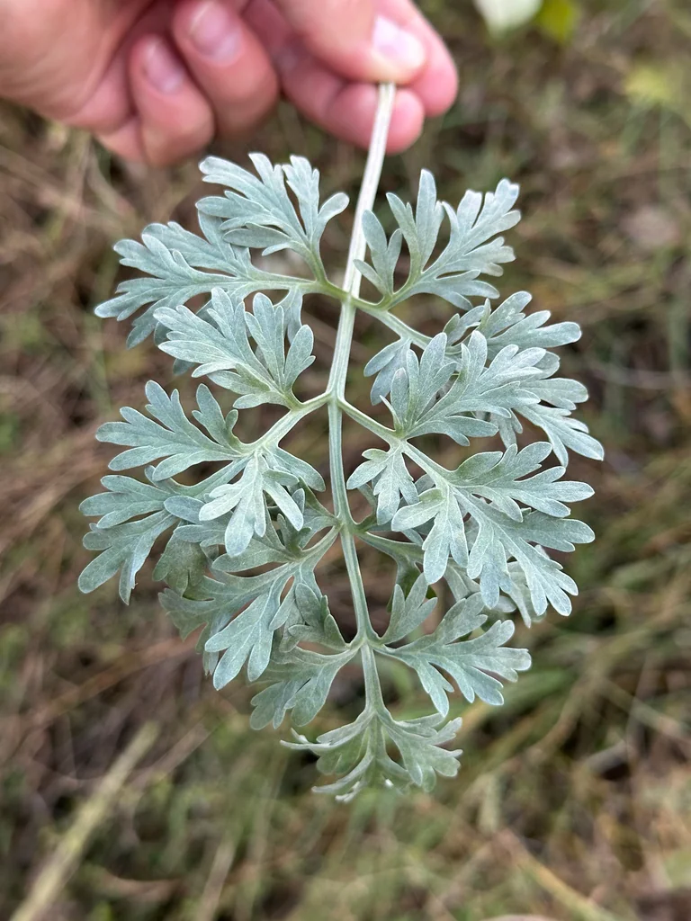 Artemisia Absinthium
