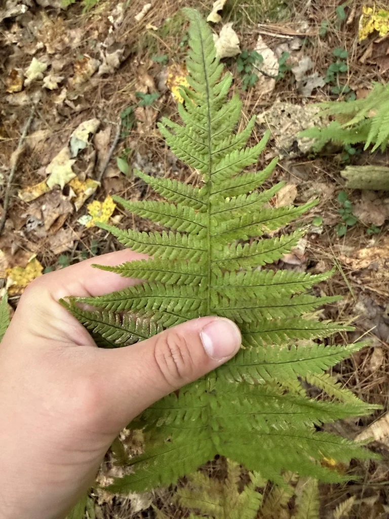 Thelypteris Noveboracensis