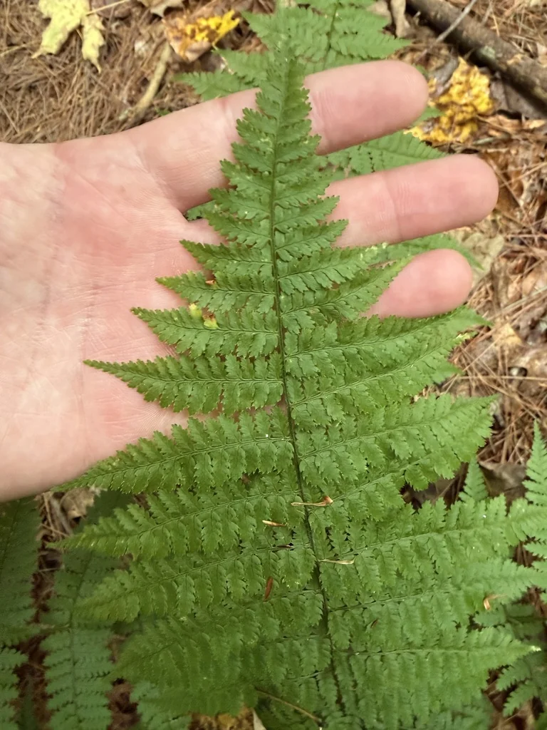 Dryopteris Intermedia