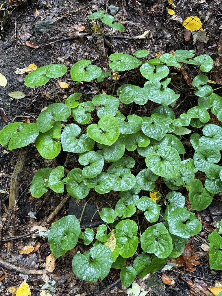Asarum Canadense