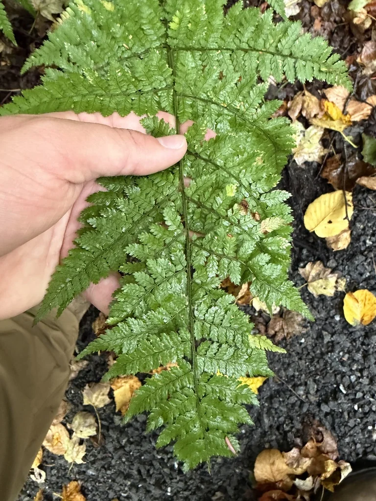 Dryopteris Intermedia