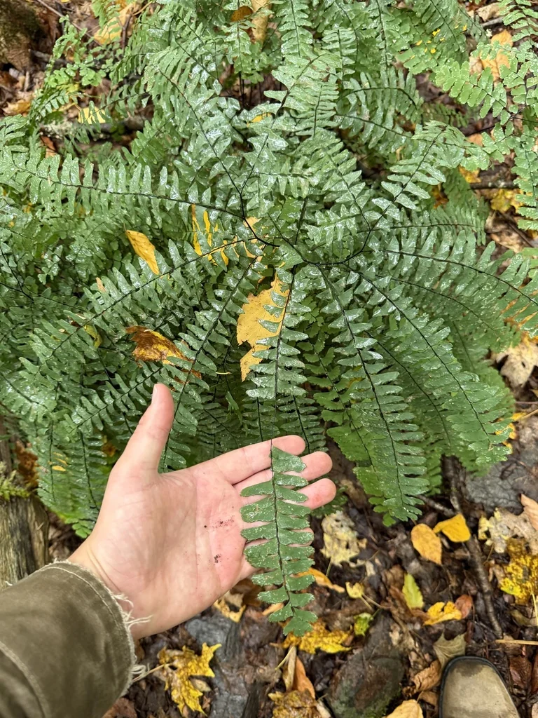 Adiantum Pedatum
