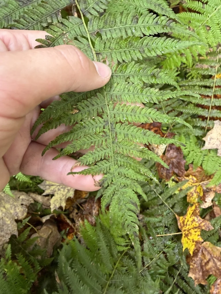 Thelypteris Noveboracensis