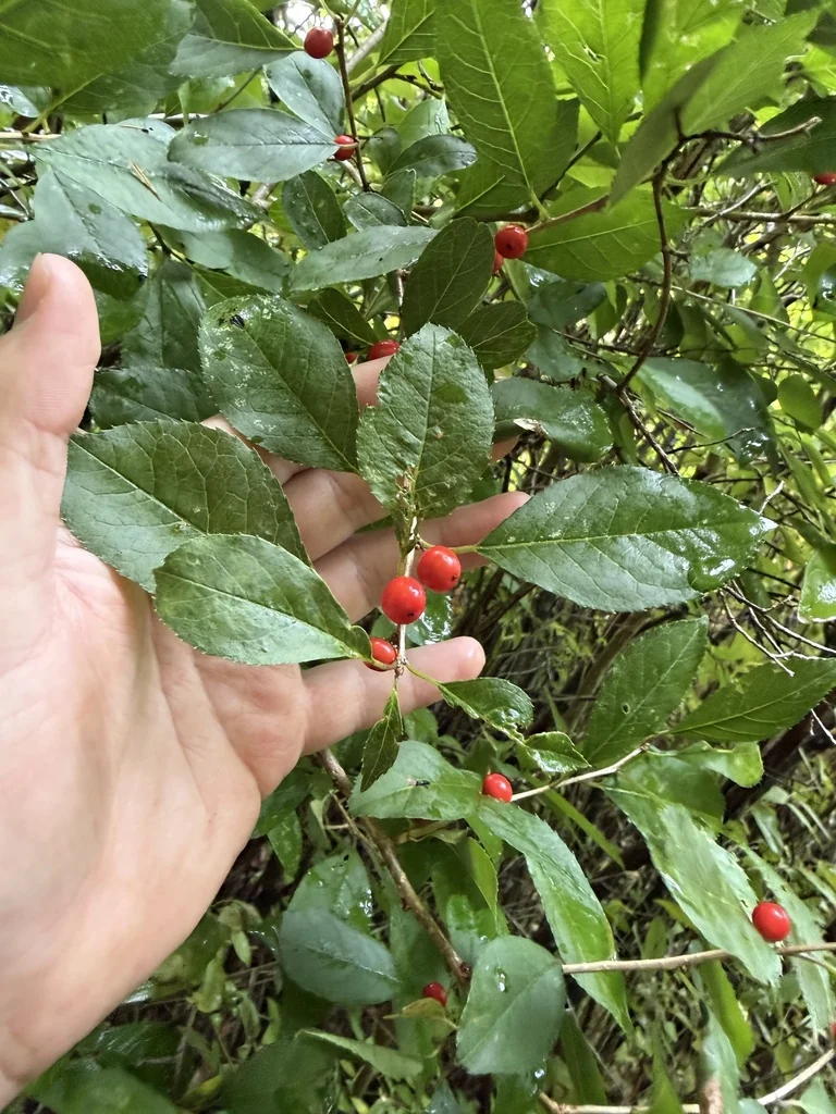 Ilex verticillata