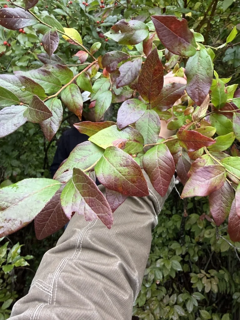 Vaccinium Corymbosum