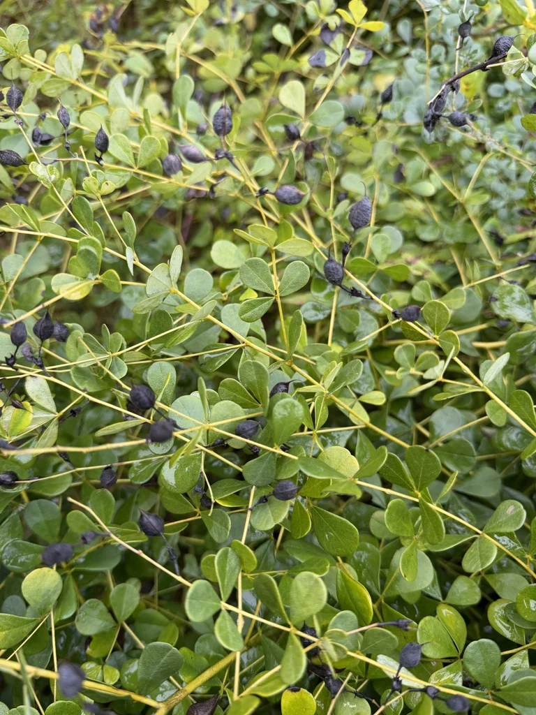 Baptisia Tinctoria