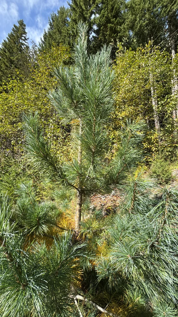 Pinus Monticola