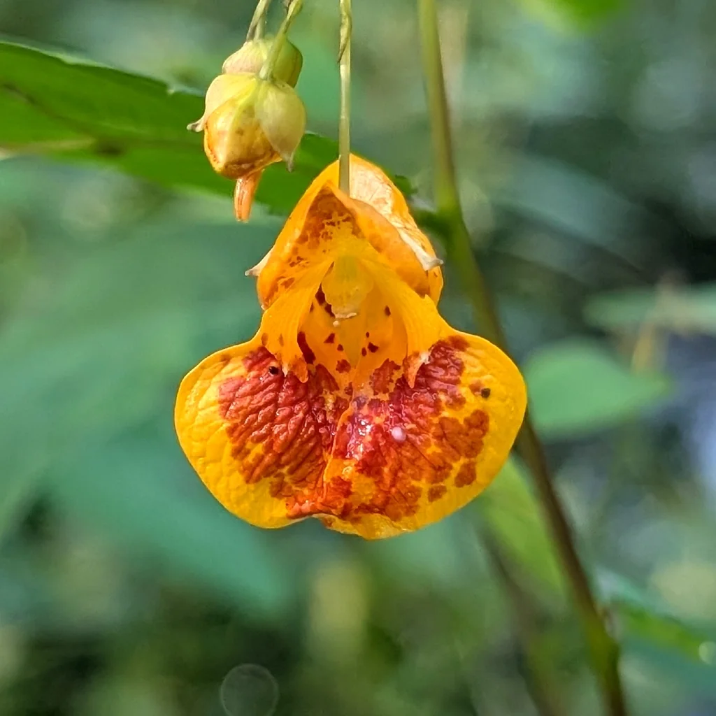 Impatiens Capensis