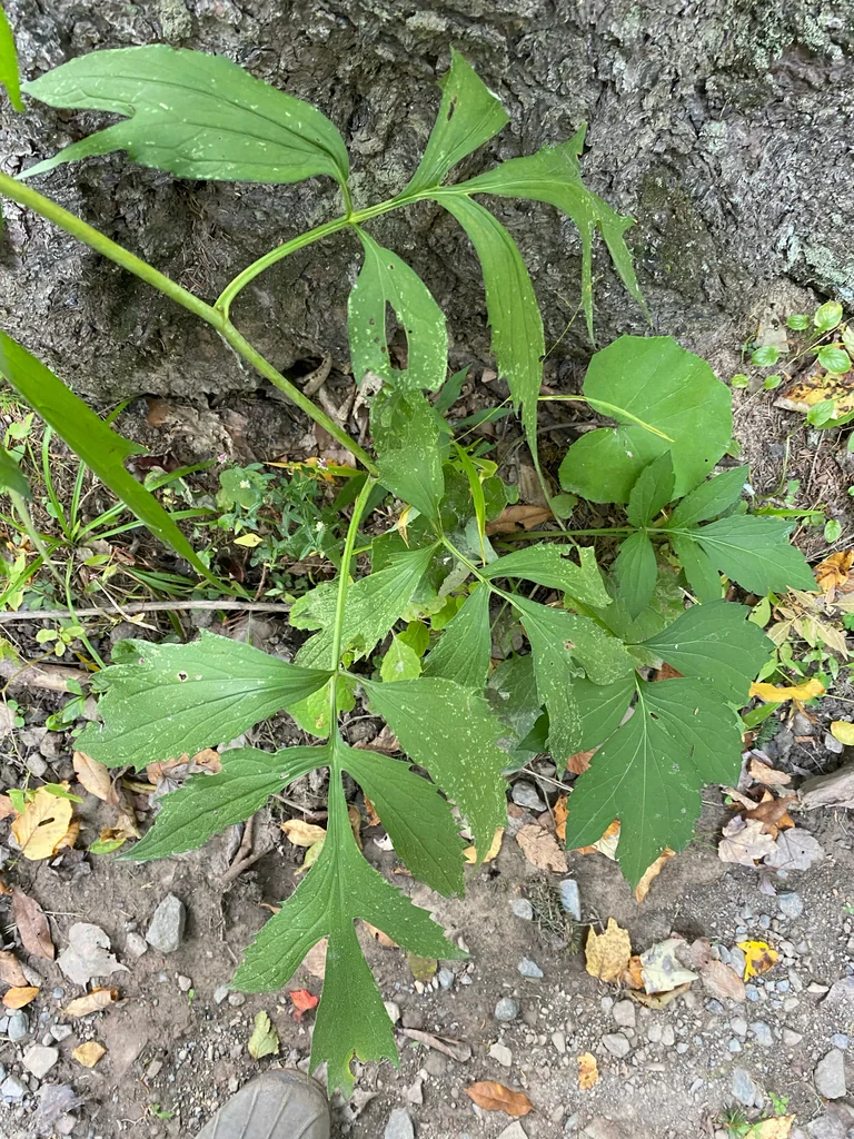 Rudbeckia Laciniata