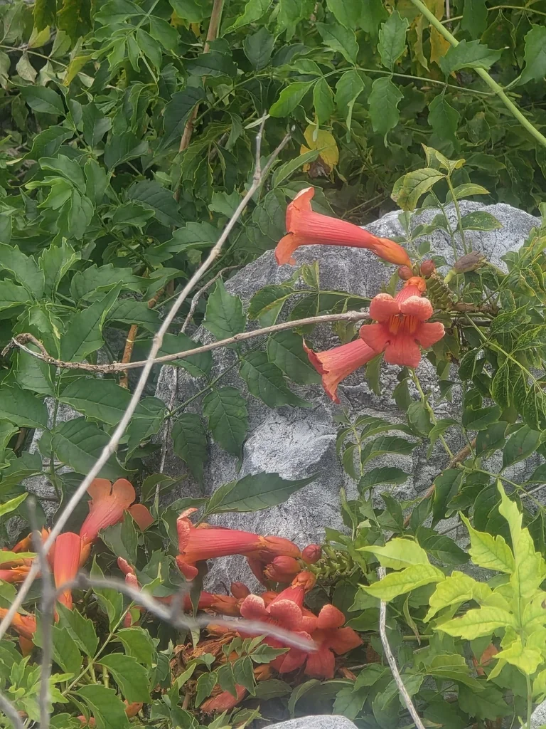 Campsis Radicans