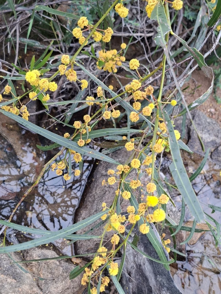Acacia Saligna
