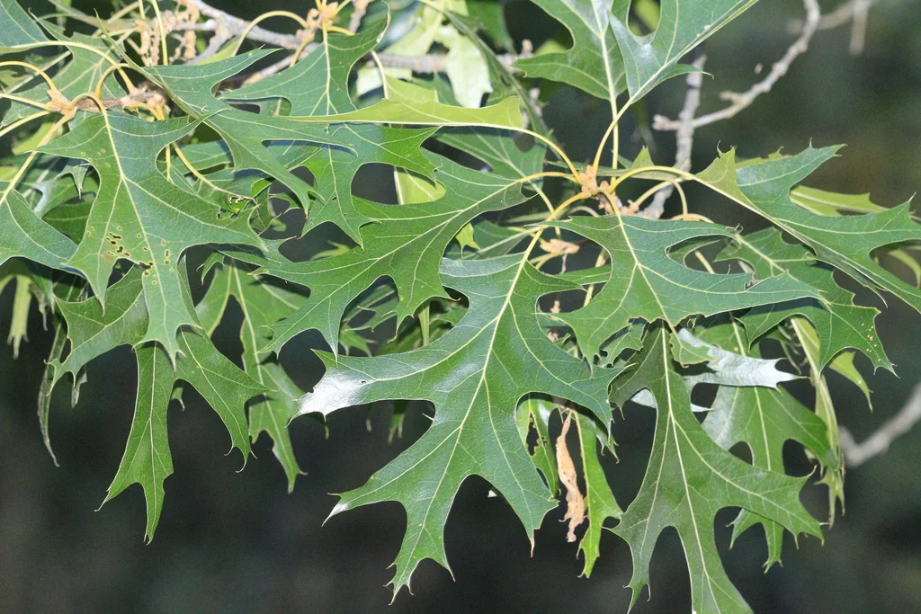 Quercus Coccinea
