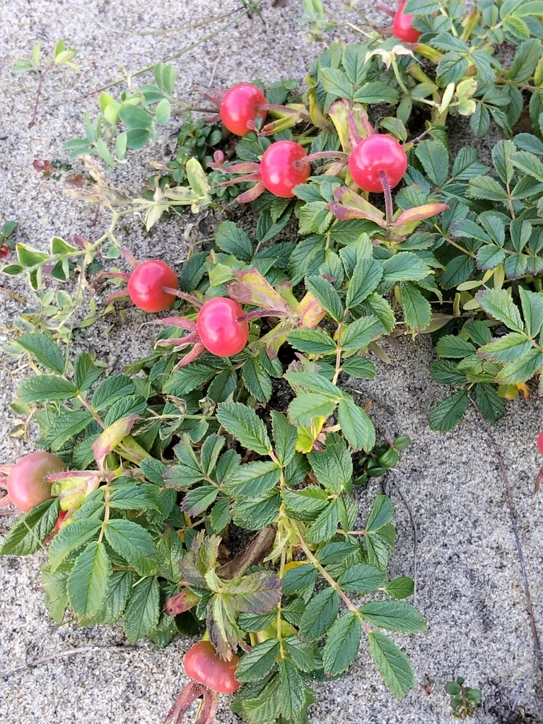 Rosa Rugosa