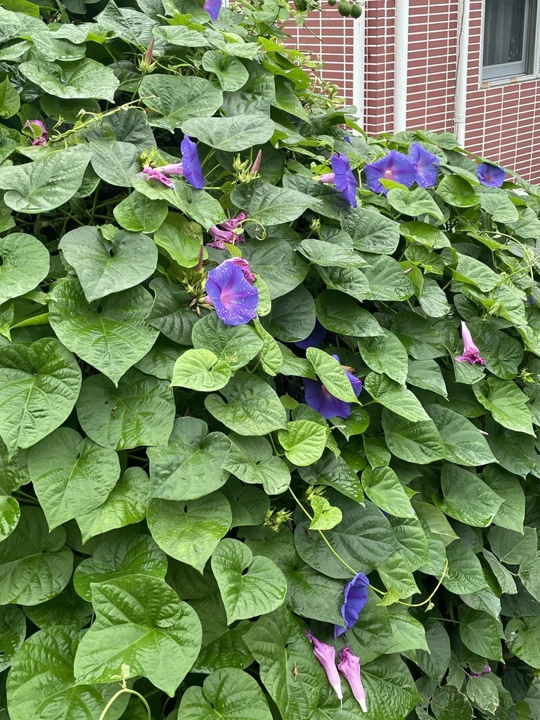 Ipomoea Indica