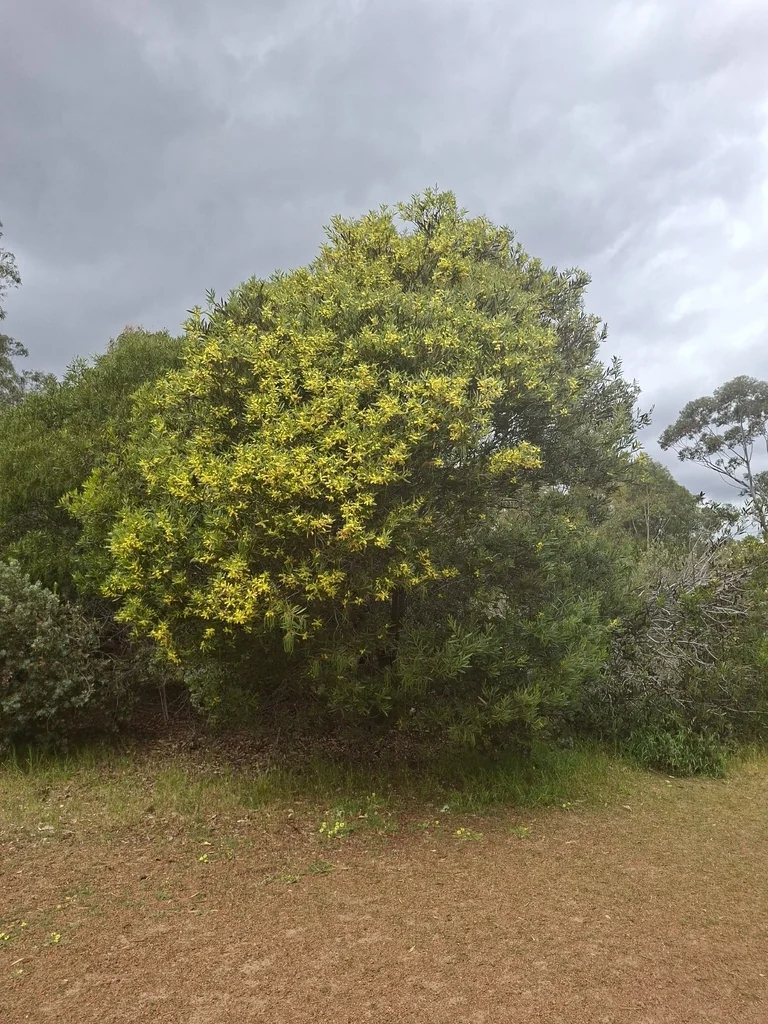 Acacia Longifolia