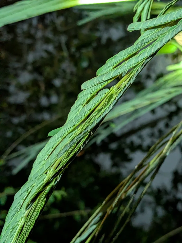 Albizia Julibrissin