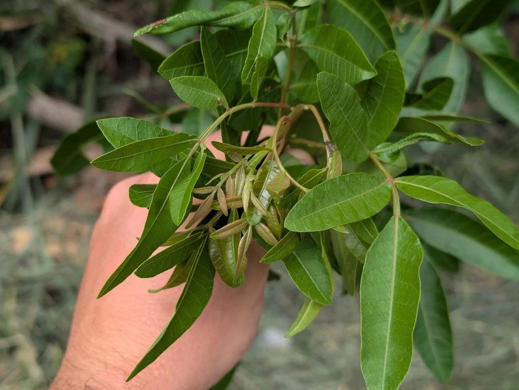 Schinus Terebinthifolius