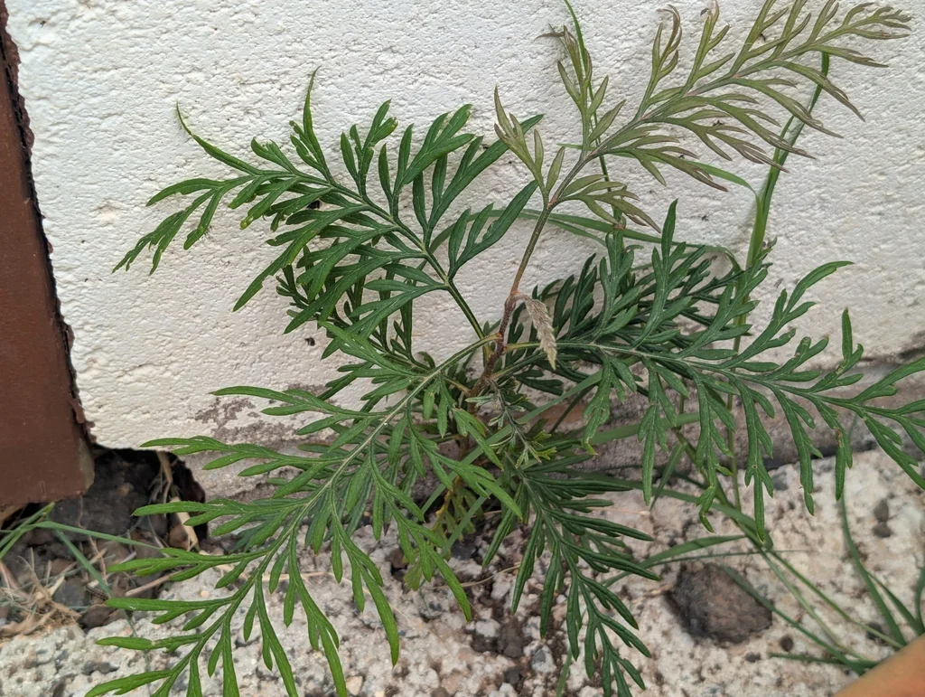 Grevillea Robusta