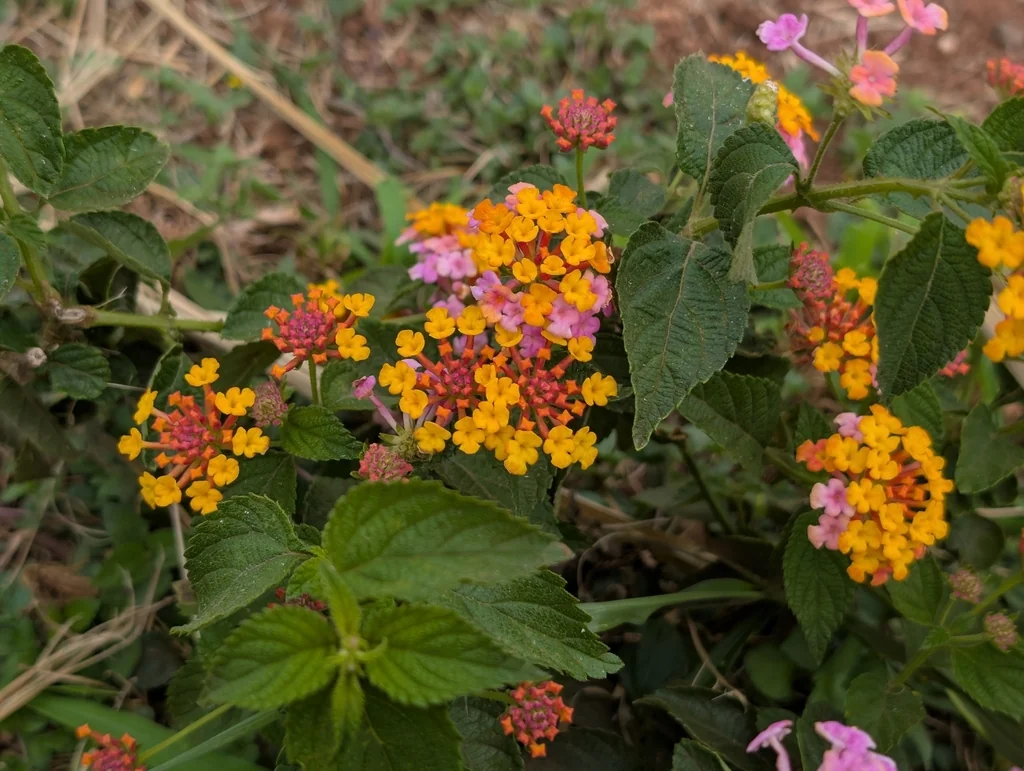 Lantana camara