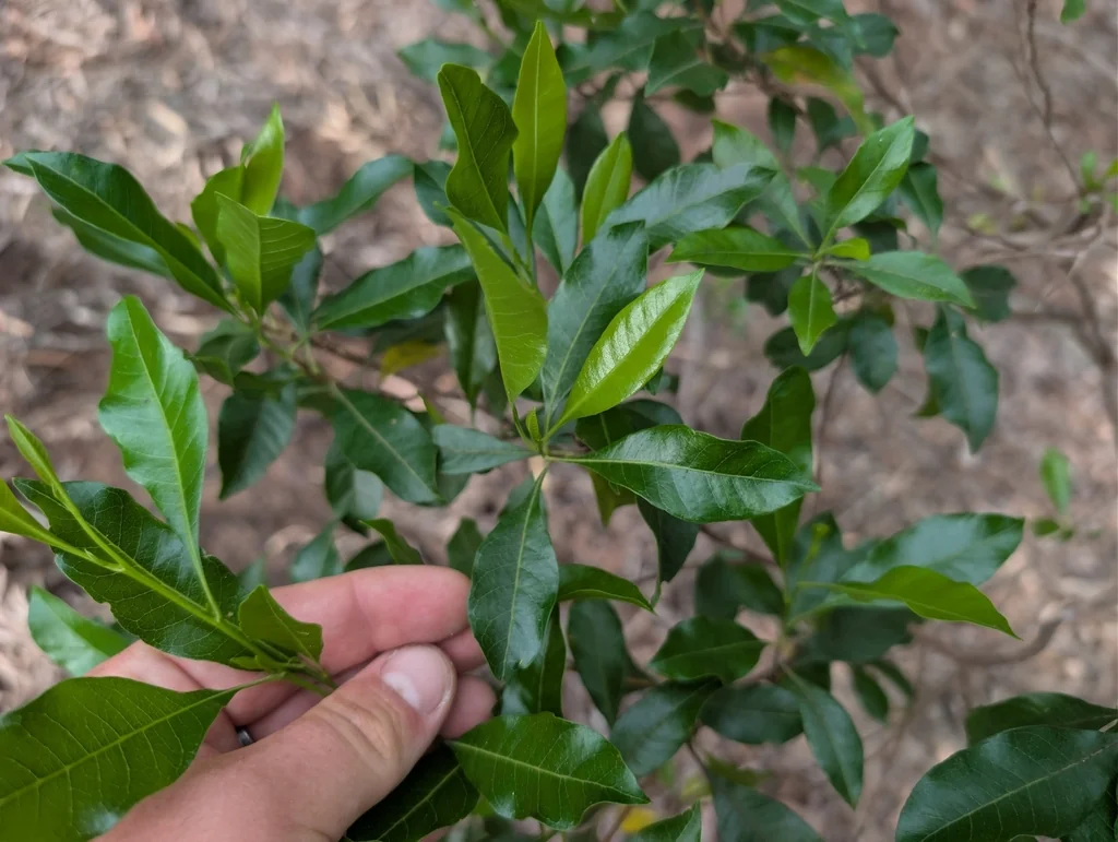 Dodonaea Viscosa