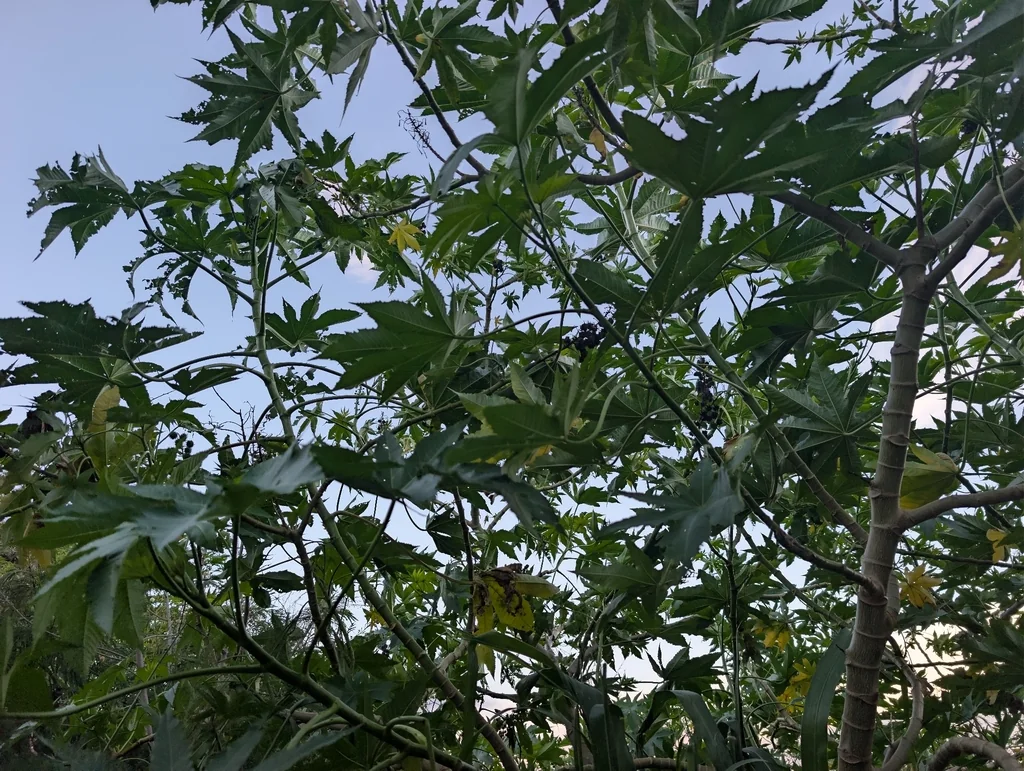 Ricinus Communis