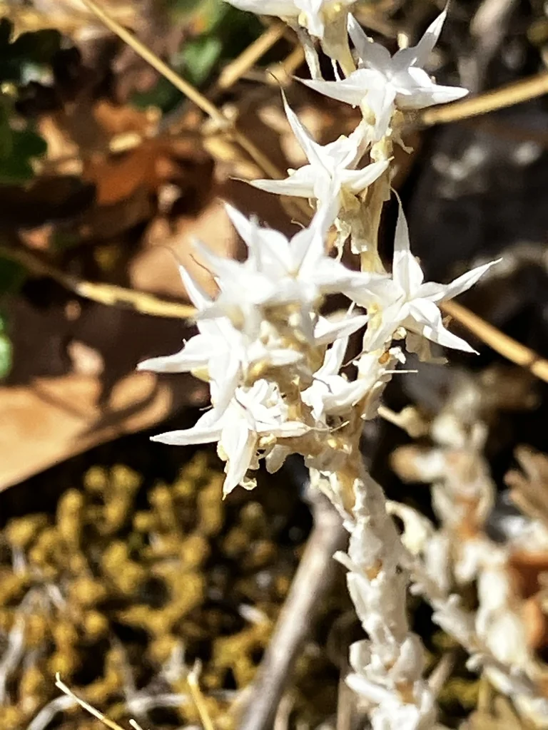 Sedum Acre
