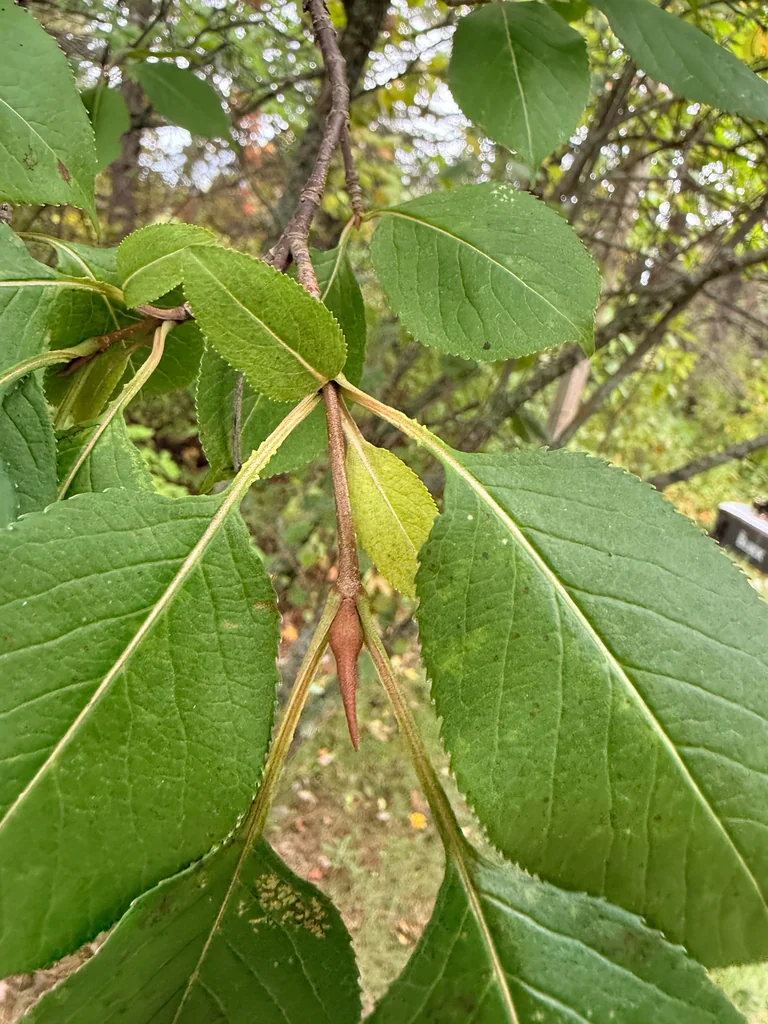 Viburnum Lentago