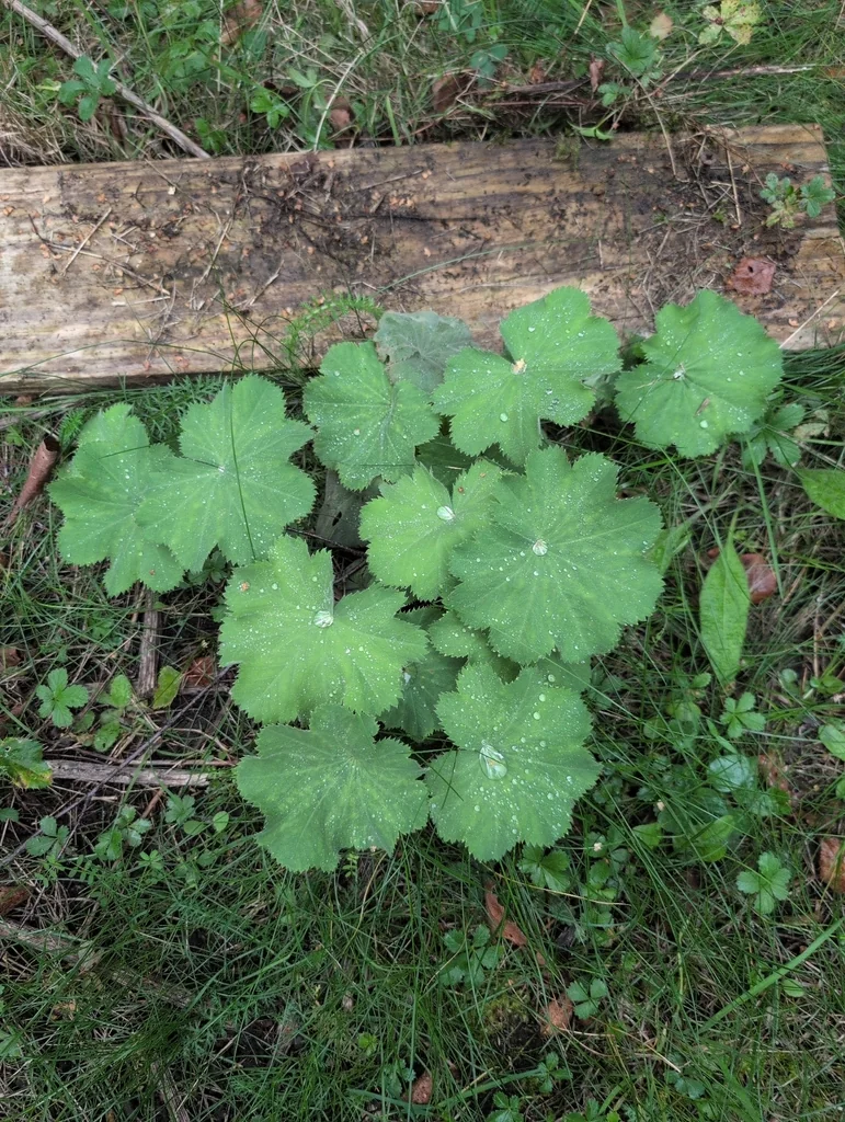 Alchemilla Mollis